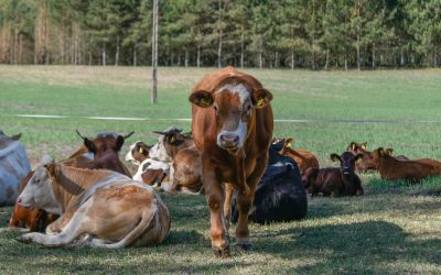 UWAGA KONKURS! ZGLOŚ SWOJĄ ZAGRODĘ LUB WIEŚ DO GMINNEGO ETAPU  "PIĘKNA WIEŚ POMORSKA 2026"