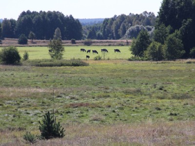 Szlak Literacki im. Anny Łajming
- Skoszewo, łąki nad j. Somińskim