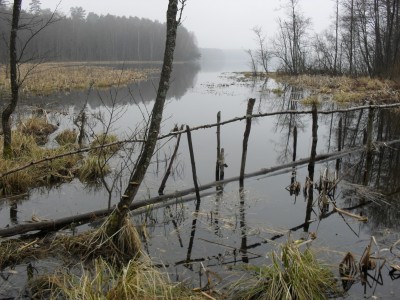 Młosina (lewy dopływ Zbrzycy) - j. Młosino Wielkie