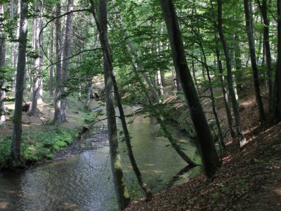 Szlak Zbrzycy - rzeka koło Parzyna