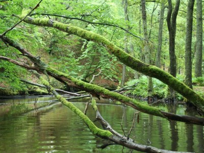 Szlak Zbrzycy - rzeka koło Parzyna