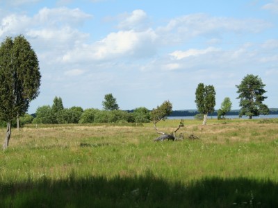 Szlak Zaborski (zielony) - Kruszyn jałowce