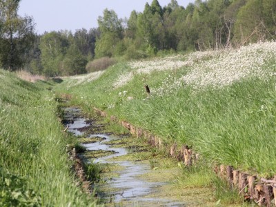 Szlak Zbrzycy (niebieski) - bifurkacja rzeki Niechwaszcz