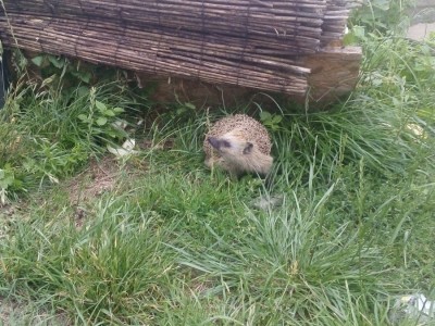 I mc. Ewelina Hamerska