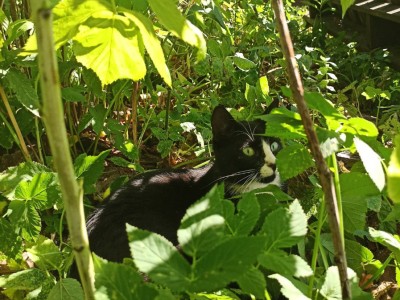 I mc Stanisław Miszewski