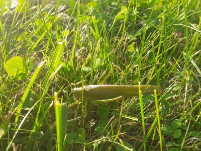 II mc Szymon Warsiński