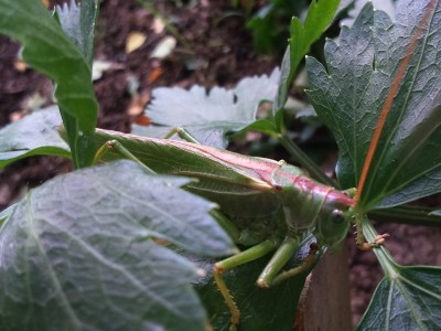 III mc Marianna Gerigk