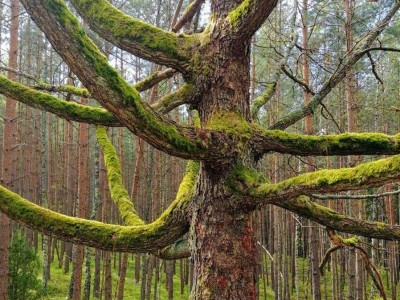 III mc Oliwia Połczyńska