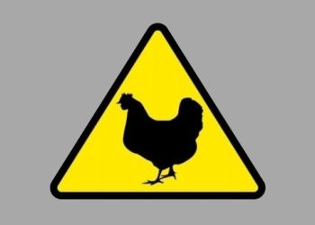 Jak ochronić gospodarstwo przed wirusem ptasiej grypy?