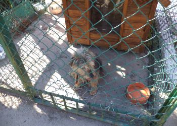 Pies poszukuje swojego właściciela...