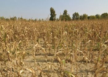 Szacowanie szkód spowodowanych suszą