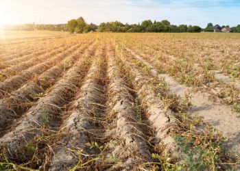 SZACOWANIE STRAT SPOWODOWANYCH SUSZĄ
