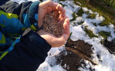Uczniowie z Czapiewic pomagają ptakom przetrwać zimę