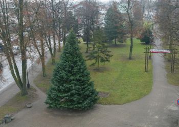 CHOINKI OD DARCZYŃCÓW UPIĘKSZAJĄ NASZĄ GMINĘ