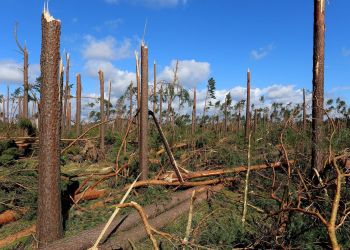 Właściciele prywatnych lasów mogą starać się o zwrot kosztów za odnowienie powierzchni leśnej, zniszczonej w wyniku nawałnicy  w sierpniu 2017 r.