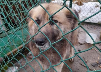 Pies poszukuje swojego właściciela...