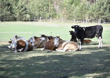KONKURS „PIĘKNA WIEŚ POMORSKA"
