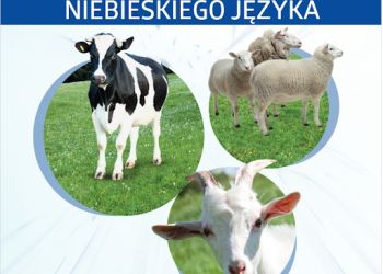 INFORMACJA POWIATOWEGO LEKARZA WETERYNARII W CHOJNICACH W SPRAWIE CHOROBY NIEBIESKIEGO JĘZYKA U ZWIERZĄT.
