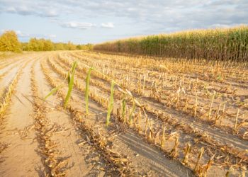 ROLNIKU! PAMIĘTAJ O ZŁOŻENIU WNIOSKU SUSZOWEGO PRZEZ APLIKACJĘ!