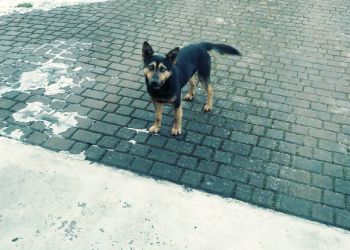 Psy poszukują swojego właściciela...