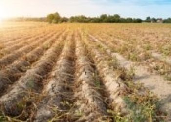 SZACOWANIE STRAT SPOWODOWANYCH SUSZĄ