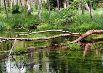WĘDRÓWKI PO GMINIE BRUSY – ŚCIEŻKA PRZYRODNICZA DOLINA KULAWY