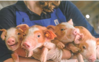 ASF - APEL DO HODOWCÓW TRZODY CHLEWNEJ