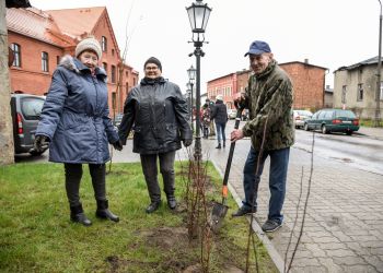NOWA ZIELEŃ WOKÓŁ STAREJ SZKOŁY