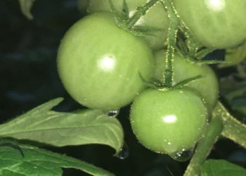 „Zielono mi!” - wyniki konkursu