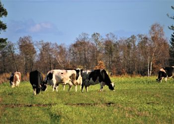 Rolniku! Zgłoś swoją zagrodę do konkursu "Piękna Wieś Pomorska"