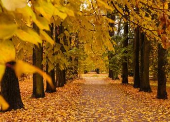 REGULAMIN XXVI POMORSKIEGO KONKURSU PLASTYCZNEGO „JESIEŃ NA KASZUBACH” 2021