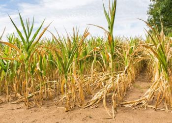 ROLNIKU! PAMIĘTAJ O ZŁOŻENIU WNIOSKU SUSZOWEGO. TERMIN PRZEDŁUŻONY DO 30 PAŹDZIERNIKA!