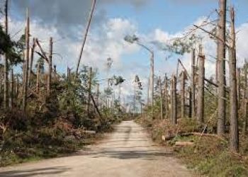 Nie złożyłeś dotąd wniosku o wsparcie na uprzątnięcie lasu po nawałnicy? Zrób to do 30 września br.!
