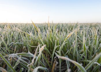 PRZYMROZKI - SZACOWANIE STRAT W UPRAWACH