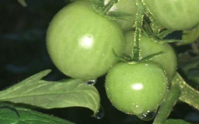 „Zielono mi!” - wyniki konkursu