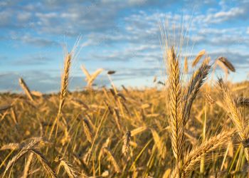 DOŻYNKI PARAFIALNE W KOSOBUDACH i LEŚNIE