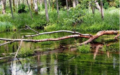 WĘDRÓWKI PO GMINIE BRUSY – ŚCIEŻKA PRZYRODNICZA DOLINA KULAWY
