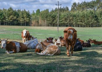 #przypominamy KONKURS „PIĘKNA WIEŚ POMORSKA" - zgłoszenia do 30 kwietnia!