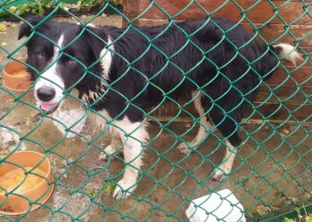 PIES POSZUKUJE SWOJEGO WŁAŚCICIELA...