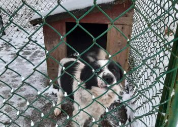 Pies poszukuje swojego właściciela...