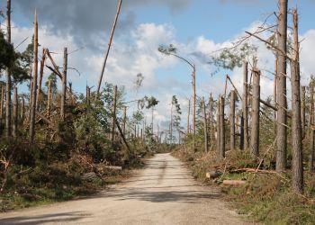 Przypominamy! Właściciele prywatnych lasów mogą starać się o zwrot kosztów za odnowienie powierzchni leśnej, zniszczonej w wyniku nawałnicy w sierpniu 2017 r.