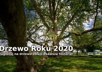 Konkurs Drzewo Roku 2021 – czekamy na zgłoszenia!