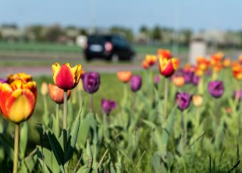 Tulipany posadzone przez Warsztat Terapii Zajęciowej w Brusach już kwitną